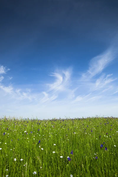 偉大な青い空と美しい緑の牧草地 — ストック写真