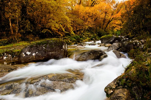 Όμορφο Ποταμό Που Ρέει Από Δάσος Κατά Διάρκεια Της Φθινοπωρινής — Φωτογραφία Αρχείου
