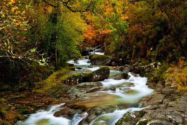 秋のシーズン中に森が美しい河川 — ストック写真