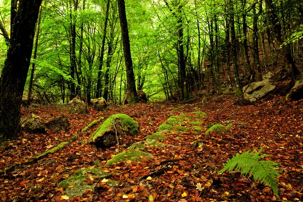 Косметичний Ліс Високими Деревами Землею Покритою Листям — стокове фото