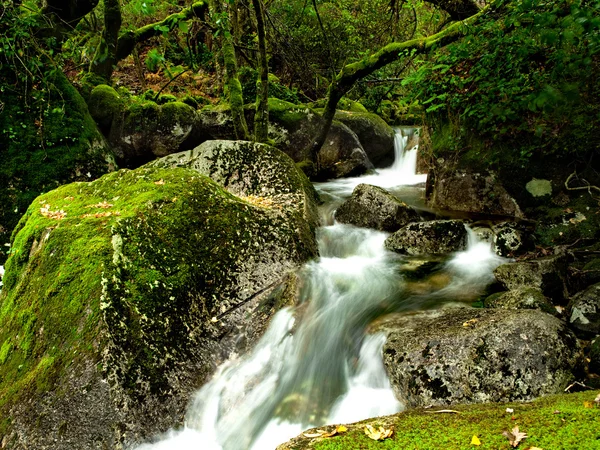 春のシーズン中森に流れる美しい川 — ストック写真