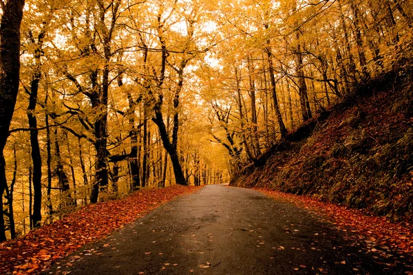 Podzimní Krajina Krásnou Cestu Barevnými Stromy — Stock fotografie