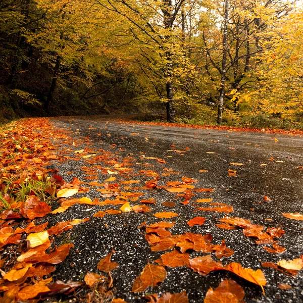 Paisagem Outono Com Uma Bela Estrada Coberta Por Folhas Coloridas — Fotografia de Stock
