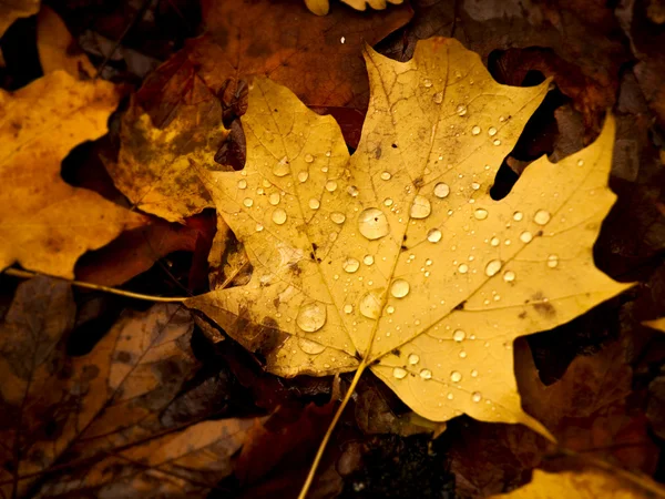 美丽的秋天叶与水滴的特写图片 — 图库照片