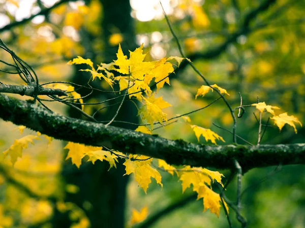 Piękny Obraz Jesień Oddziału Kolorowych Liści — Zdjęcie stockowe