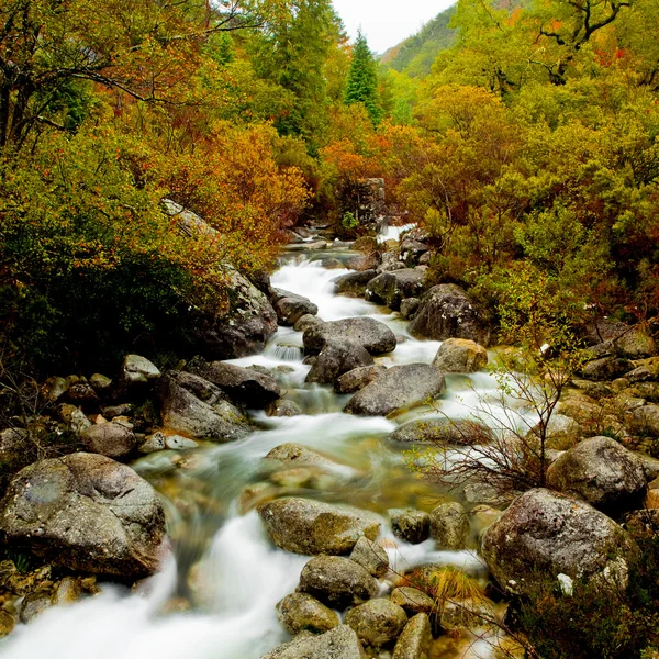色の木の山の川の美しい景色 — ストック写真