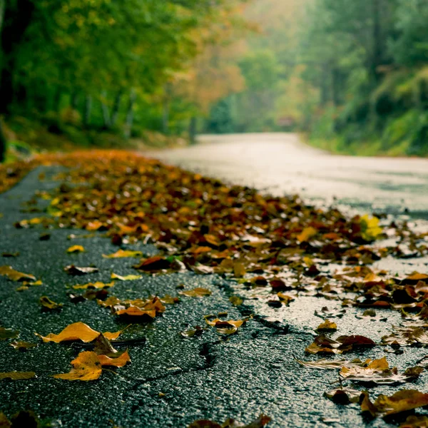 Autumn Landscape Beautiful Road Covered Colored Leafs — Stock Photo, Image