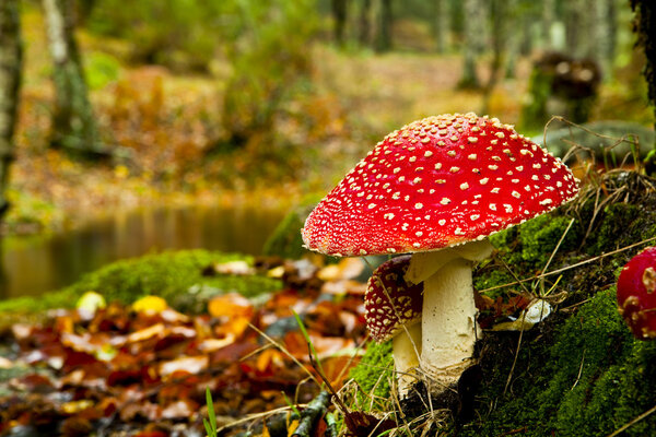 Amanita poisonous mushroom