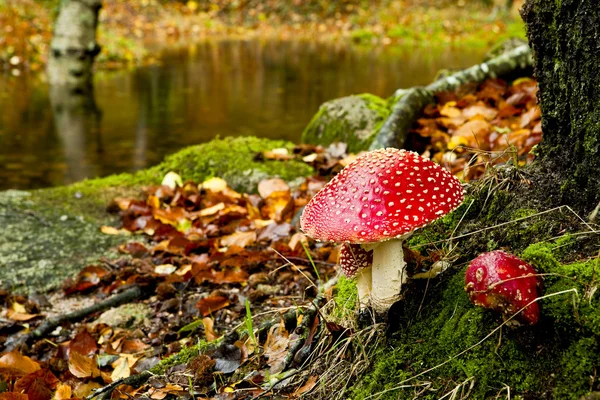 Ядовитый гриб аманита — стоковое фото
