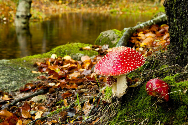 Amanita poisonous mushroom