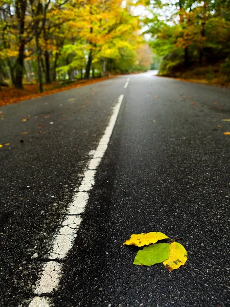 Estrada Bonita Com Algumas Folhas Outono Coloridas — Fotografia de Stock