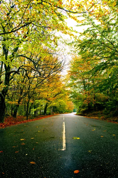 Podzimní Krajina Krásnou Cestu Barevnými Stromy — Stock fotografie