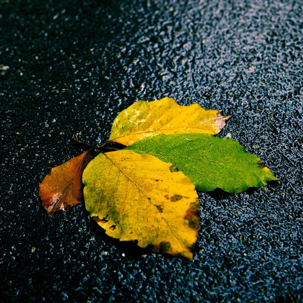 Lehdet tien päällä — kuvapankkivalokuva