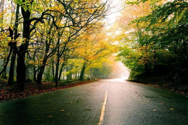 Herbstlandschaft Mit Einer Schönen Straße Mit Farbigen Bäumen — Stockfoto