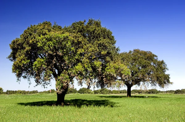 Zielony Krajobraz Drzewa Piękne Błękitne Niebo — Zdjęcie stockowe