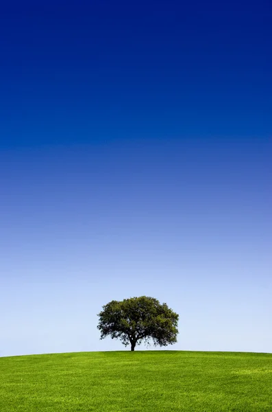 Bellissimo albero — Foto Stock