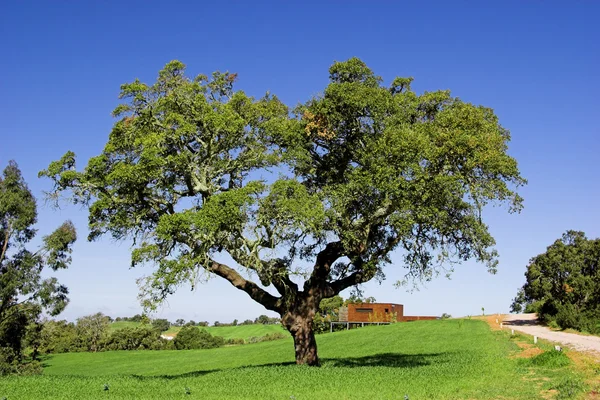 Красиве дерево — стокове фото