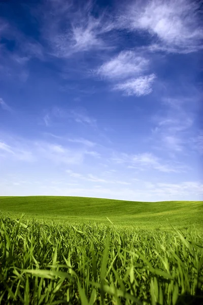 美丽的绿色草原 与蔚蓝的天空 — 图库照片