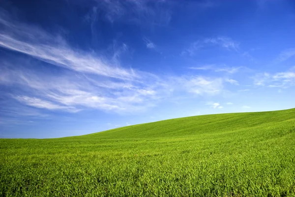 美丽的绿色草原 与蔚蓝的天空 — 图库照片