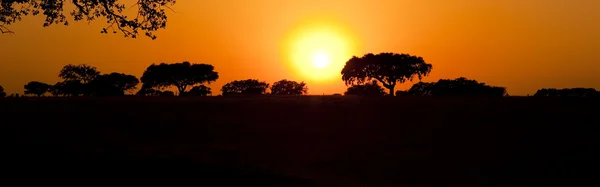 Obraz Pięknej Sylwetki Drzew Zachodzie Słońca Alentejo Portugalia — Zdjęcie stockowe