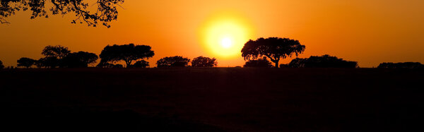 Beautiful landscape image with trees silhouette at sunset - Alentejo, Portugal