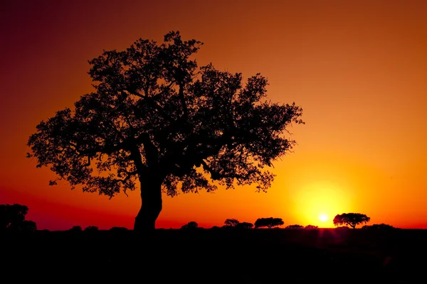 美丽的风景图像与树木剪影在落日大道 阿连特茹 葡萄牙 — 图库照片