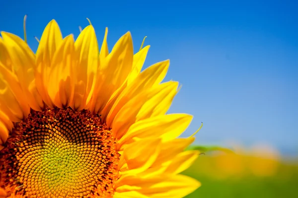 Close Picture Beautiful Colorful Sunflowers — Stock Photo, Image