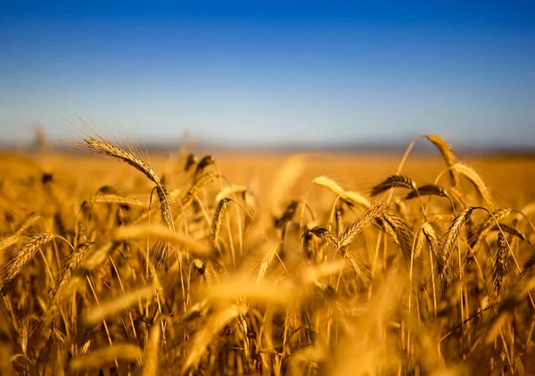 Krásná Krajina Obraz Pšeničné Pole — Stock fotografie