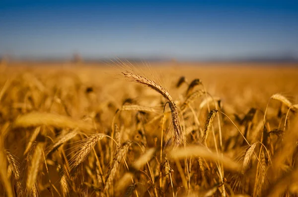 Красивое Пейзажное Изображение Пшеничного Поля — стоковое фото