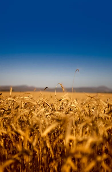 Buğday Alan Güzel Manzara Resmi — Stok fotoğraf