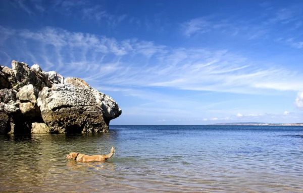 美丽的蓝色海滩与游泳在海洋上的拉布拉多犬 — 图库照片