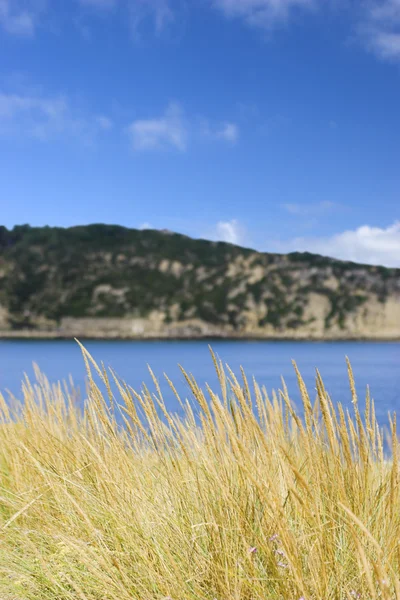 Beautiful Blue Bay Reeds First Plan — Stock Photo, Image