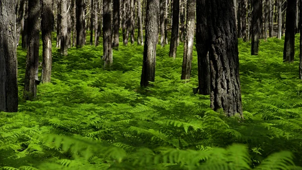 Foto Panoramica Una Bellissima Foresta Verde — Foto Stock
