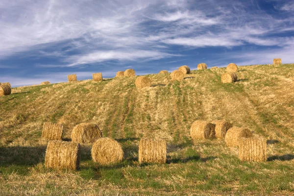 Hay Bales Standing Ready Collected — Stock Photo, Image