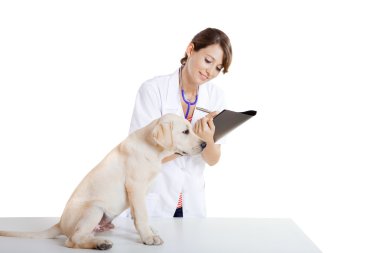 veterinay bir köpek bakımı