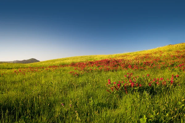 Blommande fält — Stockfoto