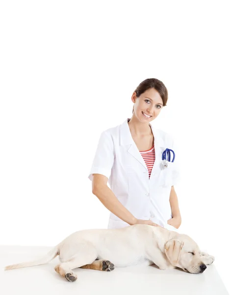 Veterinay opiekę nad psem — Zdjęcie stockowe