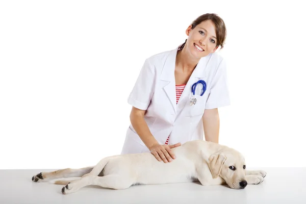 Veterinay taking care of a dog — Stock Photo, Image