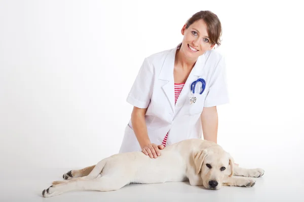 Veterinario prendersi cura di un cane — Foto Stock
