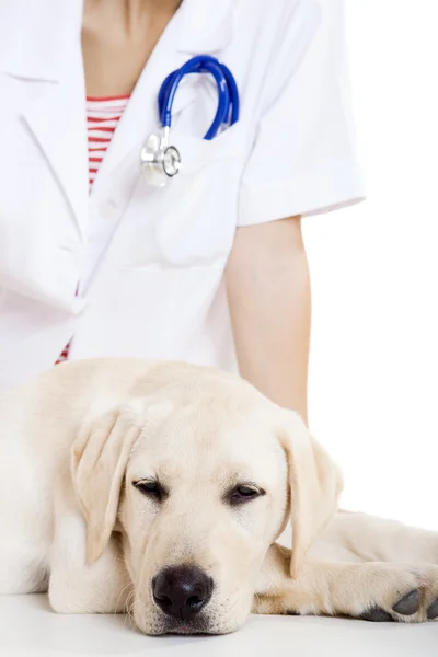 Veterinay bir köpek bakımı — Stok fotoğraf