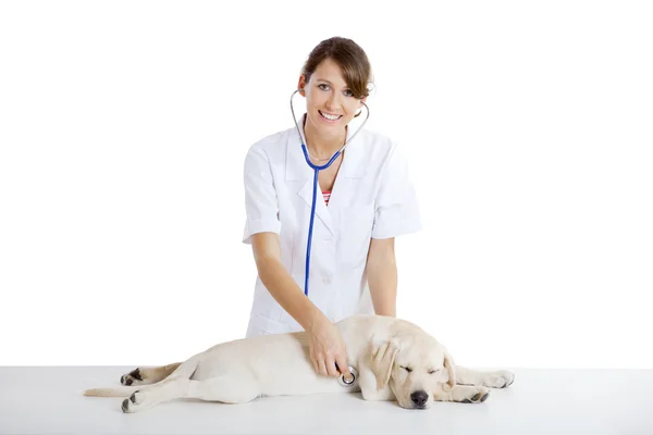 Tierärztin kümmert sich um einen Hund — Stockfoto