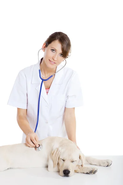 Ветеринар заботится о собаке — стоковое фото