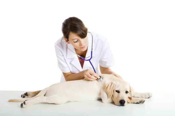 Veterinay cuidando de un perro — Foto de Stock