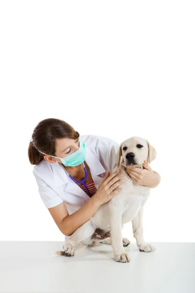 Veterinay cuidando de un perro — Foto de Stock