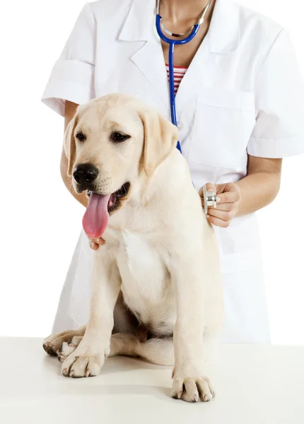 Veterinay cuidar de um cão — Fotografia de Stock