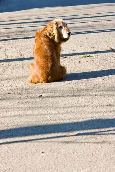 Orangener Hund — Stockfoto
