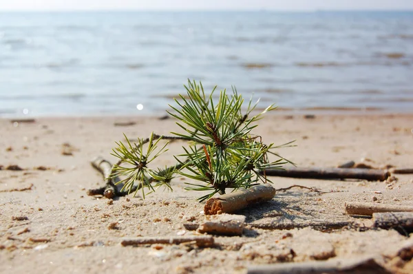 stock image Pine