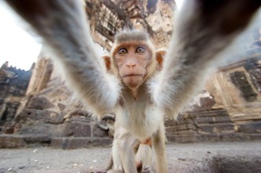 Kameraya bakarak maymun