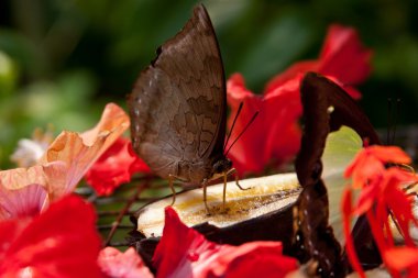 Butterfly sitting on the banana clipart