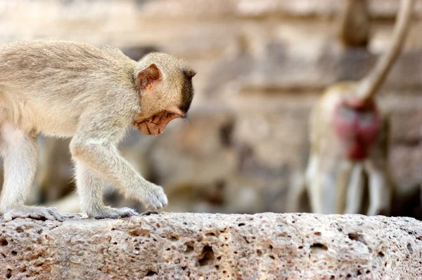 Monkey walking on the ruins